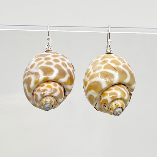 Sterling silver Babylonia spirata seashell earrings